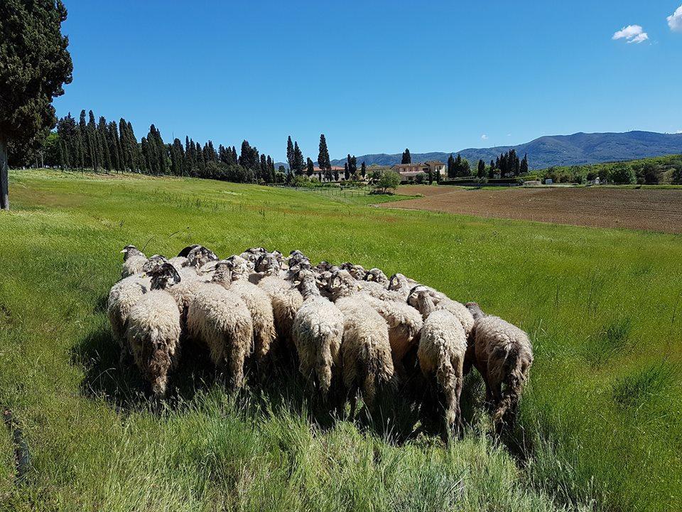 Agriturismo Fattoria Rozzalupi แชร์เรโต กุยดิ ภายนอก รูปภาพ